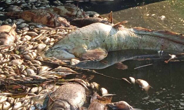 Ökológiai katasztrófa: három napon át titokban ömlött a szennyvíz a Sződrákosi-patakba, elpusztult az élővilág Őrbottyán és Vácrátót térségében! – VIDEÓVAL!