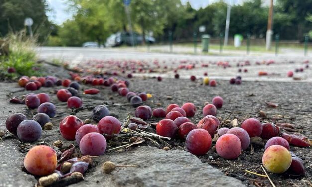 Ringlófák Budán – A lehulló gyümölcsök megkeserítik a gyalogosok életét, miközben a sok színes ringló máshol drága pálinka alapanyag