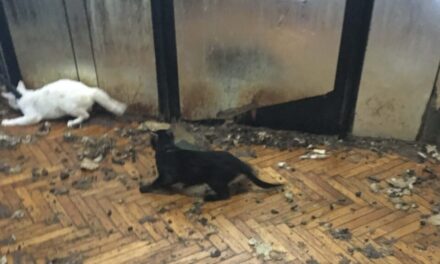 Nem ismerte be bűnösségét az a nő, aki több mint száz macskát tartott szörnyű körülmények között a kőbányai otthonában