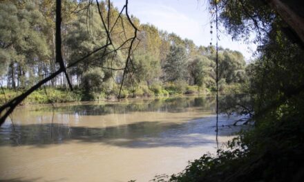 A folyó mellett áll az a fűzfa, amelynek a törzséről lógott az embe: heves családi vita után akarta eldobni az életét a szikszói férfi