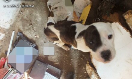 Egyik állatkínzós eset követi a másikat: Nógrádban egy kutyát hagytak magára láncra verve, egy bakonyi falu közelében macskára célzott egy férfi