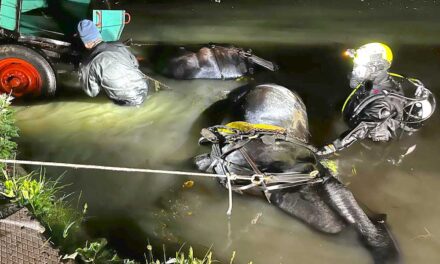 Megrázó baleset: lovaskocsi hajtott a vízbe Dabasnál, az állatok megfulladtak