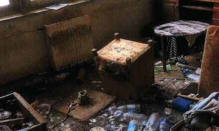 Unorító, embertelen körülmények közt élt 26 macskával a nő egy panellakásban, 11 állat elpusztult, mert nem adott nekik enni