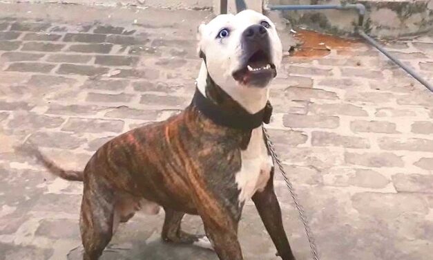 “Öt kutyát űztem le róla, de már marcangolták, már halott volt” – egy falka eb támadt rá a férfira Miskolcon, nem tudták megmenteni az életét