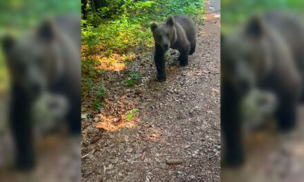 Medvetámadás Ózdon: a vadászoknak menekülniük kellett a veszélyes állat elől