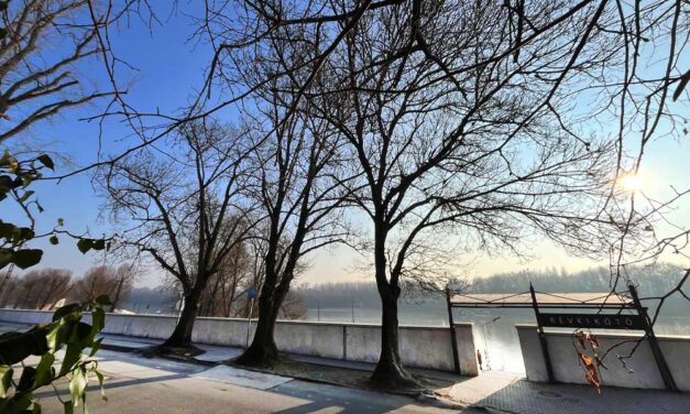 Egészséges fákat vágnak ki a Duna-parton, elmagyarázzák miért van erre szükség