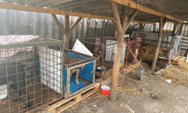 Egy állami gondozásból érkezett fiatal férfit arra köteleztek a gyömrői állatmenhelyen, hogy kutyákat öljön