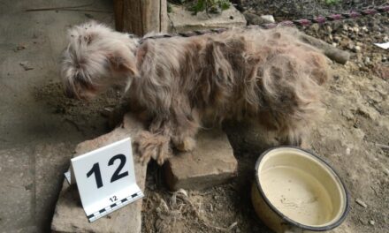 Halálra kínozta és éheztette kutyáját egy miskolci férfi, a tetemet egy utazótáskában dobta ki