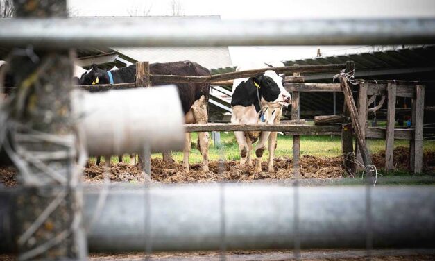 Száj- és körömfájás: kedd este kezdik leölni a fertőzött marhatelepeken az állatokat, Bábolnán hantolják el a több ezer állatot