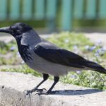 Varjútámadás Budapesten: lezárták