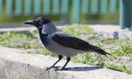 Varjútámadás Budapesten: lezárták