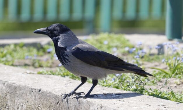 Varjútámadás Budapesten: lezárták