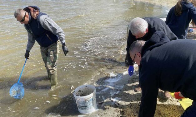 Tömegével pusztulnak a halak a Velencei-tóban, itt a magyarázat a döbbenetes jelenségre