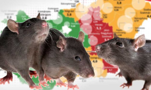 Itt van Magyarország patkánytérképe: Egy ócsai kislányt este az ágyában véresre rágtak a patkányok, kórházba vitték