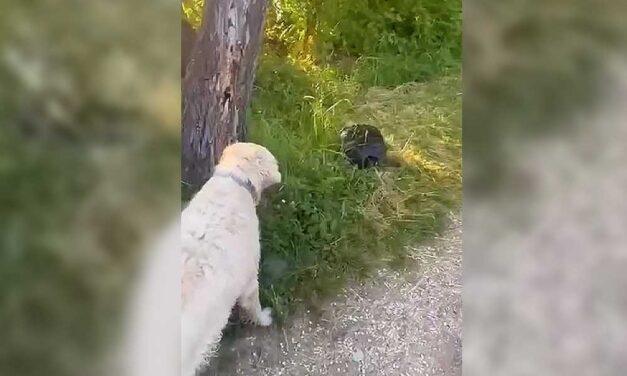 Veszélyes aligátorteknőst videóztak le Csepelen, kutyasétáltatás közben bukkantak rá a Kis-Duna-parton