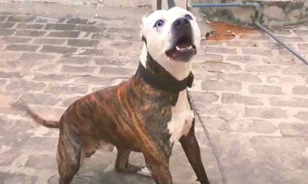 Brutális kutyatámadás Bozsokon: egy járókelőnek rontott az egyik udvarról kiszabaduló eb, szabályosan széttépte a nő kezét