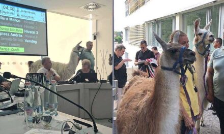 Lámák zavarták meg a törökbálinti képviselő-testületi ülést, kiakadt a polgármester