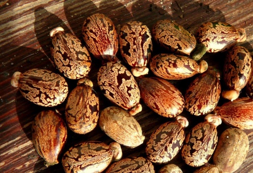 Ricinus magvakkal akarta megmérgezni az anyós és a feleség a férfit