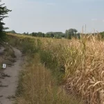 Nagydorogi csecsemőgyilkosság: súlyosan bántalmazhatta az édesanyja halála előtt a kéthetes csecsemőt, a rendőrség őrizetbe vette Viktóriát