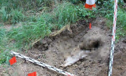 Darabolós gyilkosság: megölte saját fiát, majd levágta a holttest fejét és végtagjait a vasi férfi