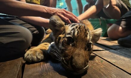 „Órái lehettek háztra” – elaltatták a napokban agyvérzést kapott kistigrist a fővárosi állatkertben