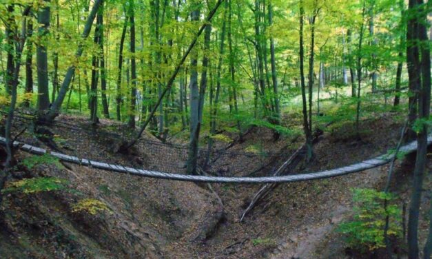 „Engedelmeskedj, különben baj lesz” – 20 méteren keresztül, a nyakánál fogva vonszolta az erdőbe a 12 éves áldozatát a dunaújvárosi hajléktalan, majd borzasztó dolgot művelt vele