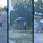 Megvadult szarvas támadt egy férfire Dunaújváros közelében, felöklelte és rongybabaként dobálta az utcán – Videóval