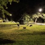 Egyre durvább a vaddisznóhelyzet a 12. kerületben: a polgármester szerint 500 példány élhet a Hegyvidéken, a helyiek félnek kimenni az utcára – videó a cikkben