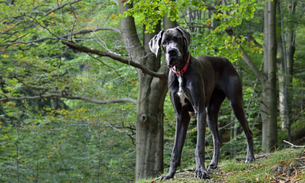 Kutyatámadás Budakeszin: egy póráz nélkül sétáltatott dog rontott rá a labradorra, a megtámadott kutya pár nap múlva elpusztult