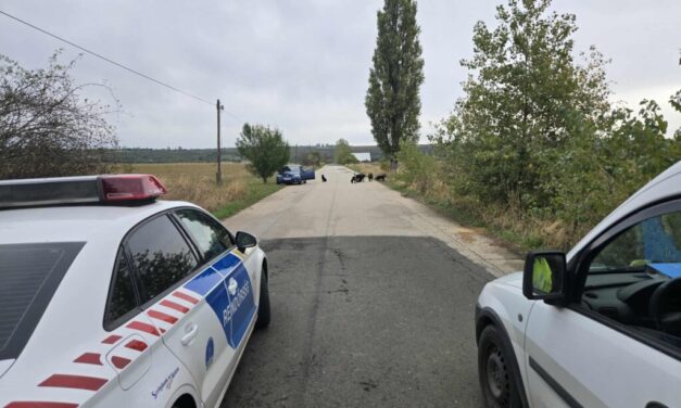 Falkába verődött kutyák támadtak meg egy nőt Pécelen, az ebek úgy bevadultak, hogy 6 állatot ki is kellett lőni