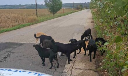 „Azt hittem, meghalok” – megszólalt a nő, akire a megvadult kutyafalka támadt rá Pécelen