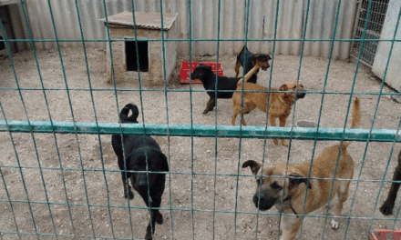 „Cafatokra tépték a lányomat” – 6 kutya támadt rá a 13 éves kislányra Zsámbékon, súlyosabb büntetést kérnek a gazdára