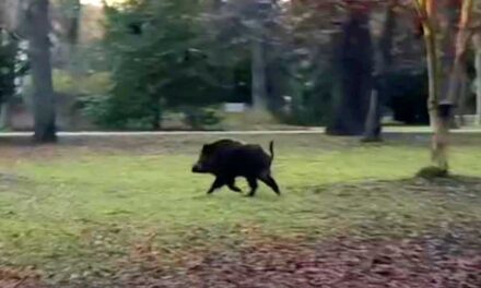 Afrikai sertéspestist azonosítottak elhullott vaddisznóban a Szentendrei-szigeten