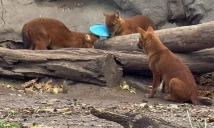 Frizbit dobott a vadkutyák ketrecébe egy látogató a Fővárosi Állatkertben, a műanyag darabok akár halálosak is lehetnek számukra