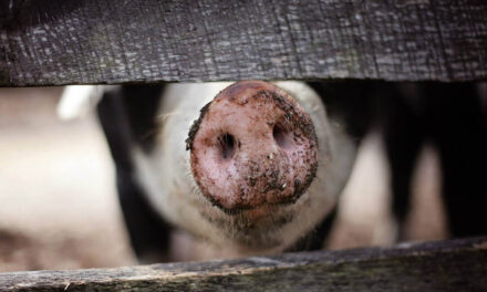 Elloptak egy 200 kilós hízót Szilveszter napján, majd egy óriási disznótort csaptak a kunszentmártoni férfiak