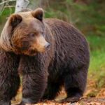 Medveveszély Budapest környékén: a nemzeti park szakemberei nem találtak medvére utaló nyomokat