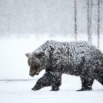 Medvét észleltek Mogyoródon, figyelmeztetést adott ki a helyi és a fóti önkormányzat