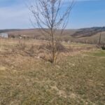 Farkastámadás a borsodi faluban: több szarvast is széttéptek a ragadozók a helyi temetőben