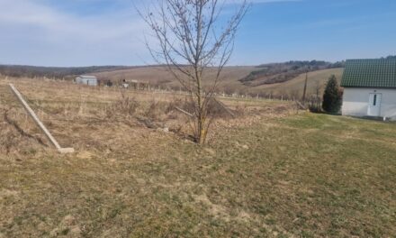 Farkastámadás a borsodi faluban: több szarvast is széttéptek a ragadozók a helyi temetőben