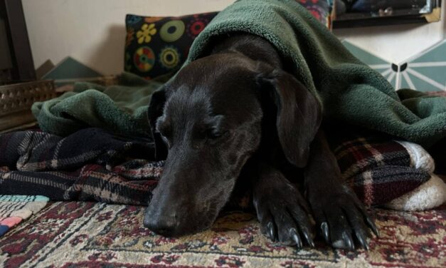 Gazdái autóbalesete után rohant világgá Pipa, 12 nap után találtak rá a váci Kompkötő-szigeten a kutyát