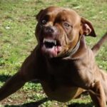 Haláos kutyatámadás Szentesen: halálra marcangolta a tűzijáték miatt felbőszült kutya az 53 éves járókelőt