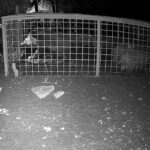 Valaki szabadon engedett 10 vaddisznót az önkormányzat által felállított csapdából