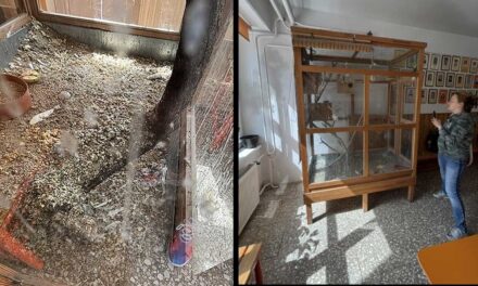 Horror az óbudai iskolában: Fertőzésveszély és ürülékpor, az igazgatónő magyarázkodik