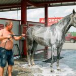 Élőben közvetítette az interneten egy férfi, hogy egy autómosóban, maró hatású vegyszerekkel mossa a lovát – videó a cikkben