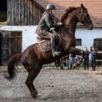 Halálos baleset Somogysárdon: saját lova dobta le magáról a 20 éves Vandát, a lány életét már nem tudták megmenteni