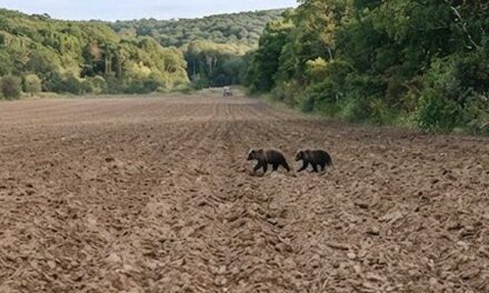 Két kóborló medvét láttak az ukrán-magyar határon Tiszabecsnél, Kárpátaljáról  érkezhettek az állatok