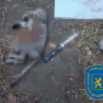 Brutálisan megölt egy macskát a 14 éves fiú Oroszlányba, a fiatal egy erőszakot népszerűsítő online csoport tagja volt