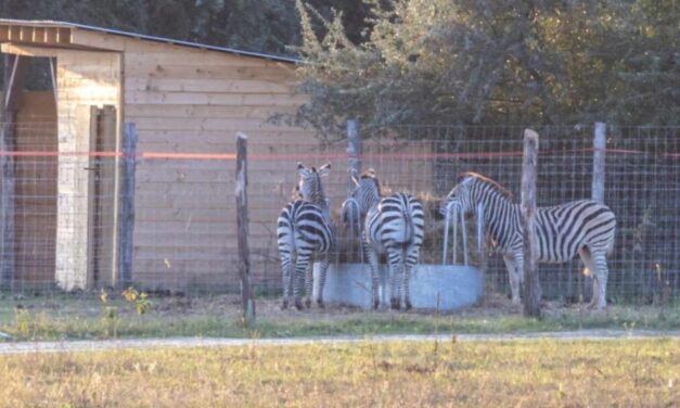 A negyedik hatvanpusztai zebra tetemét is a dögkútba dobták Mészáros Lőrinc vadásztársaságának emberei